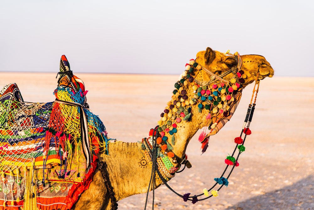 Rhythms of the Rann Revealed Things to do in Kutch