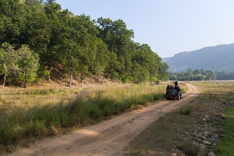 Unveiling Jungle Lore & Legends - Things to do in Bandhavgarh