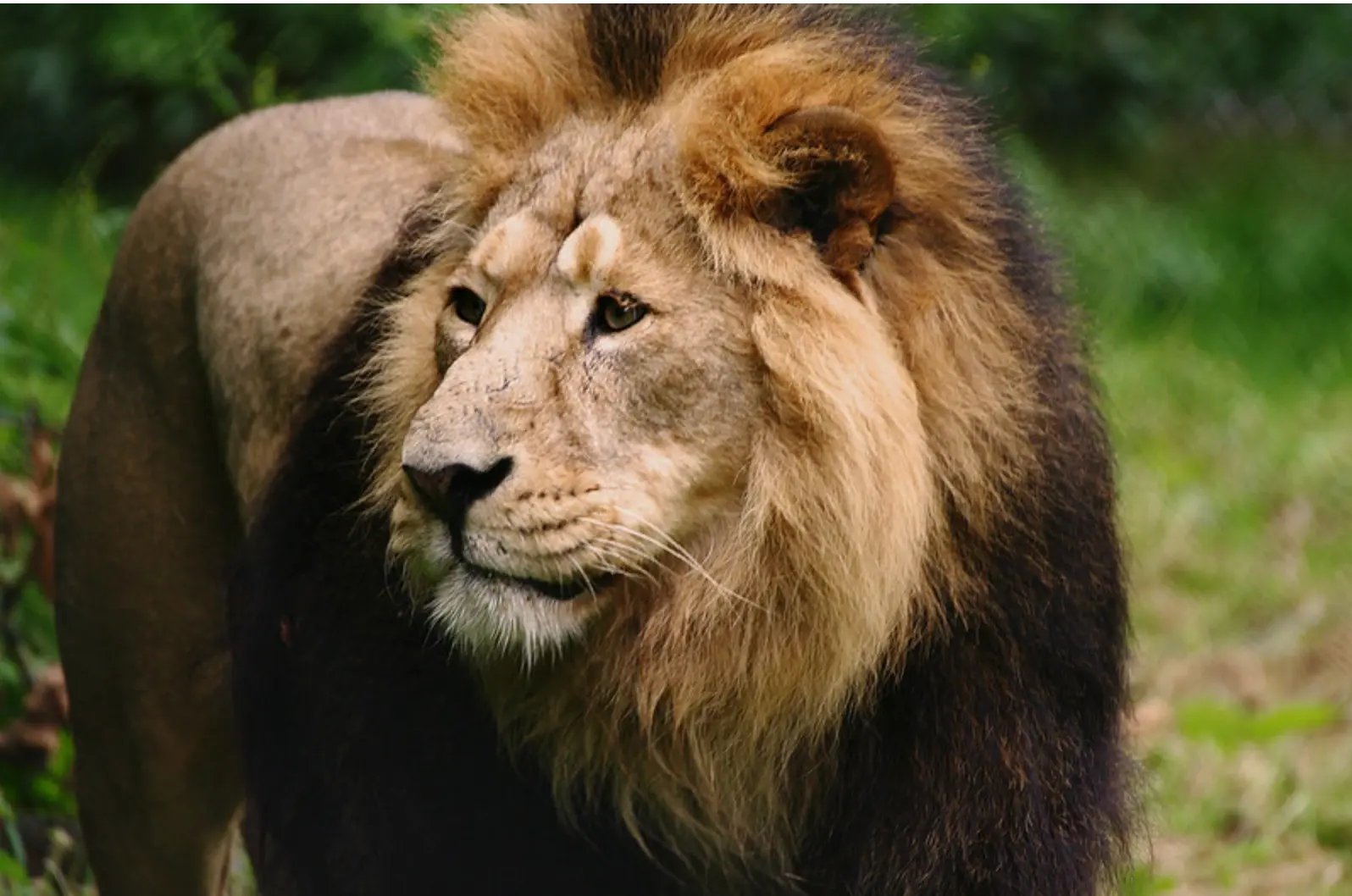 Asiatic Lion in Gir National Forest