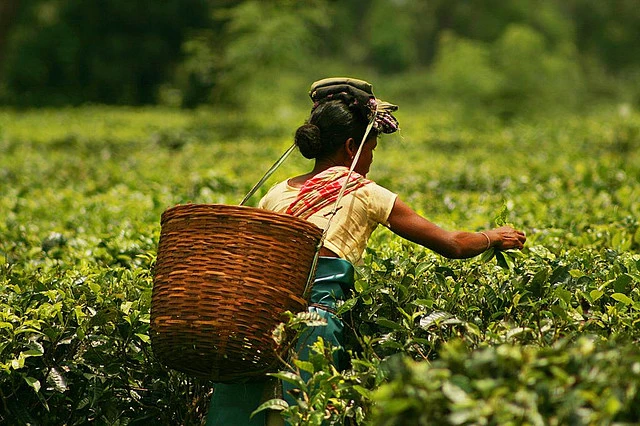 Types of tea in India - Assam tea