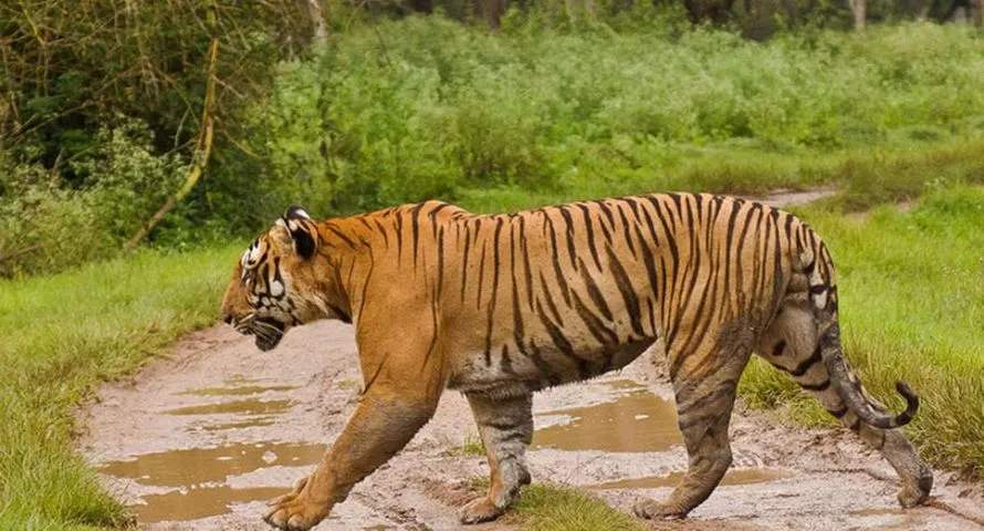 Mudumalai Tiger Reserve