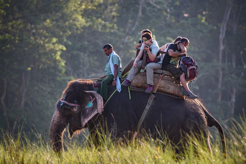 Elephant Safari in Kaziranga National Park