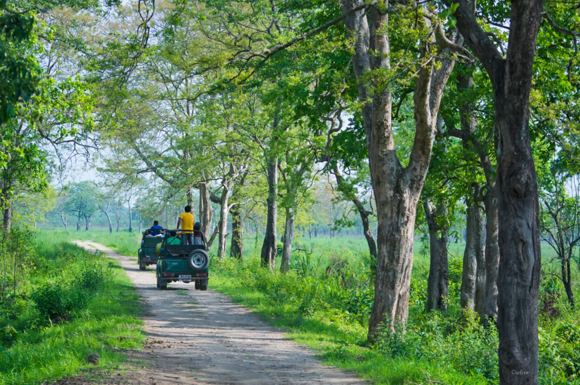 Jeep Safari in Kaziranga National Park