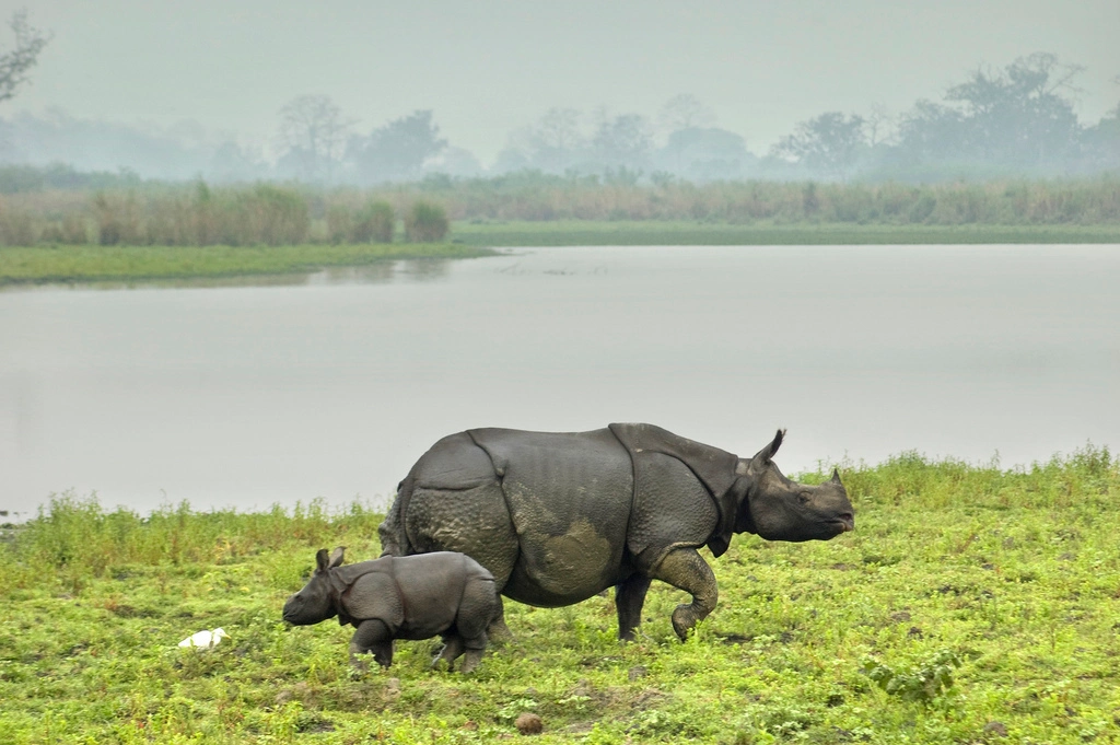 One-horned Rhino