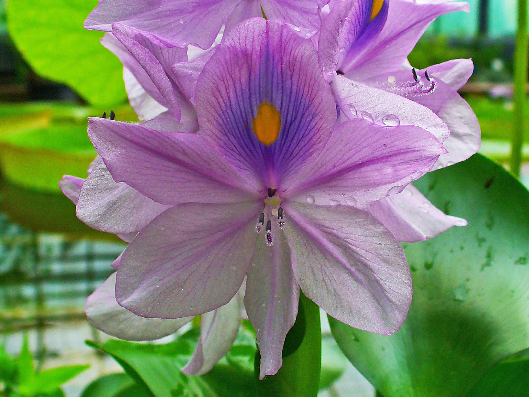 Water Hyacinth in Kaziranga National Park