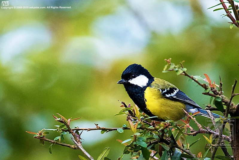 Birdwatching in Binsar Wildlife Sanctuary