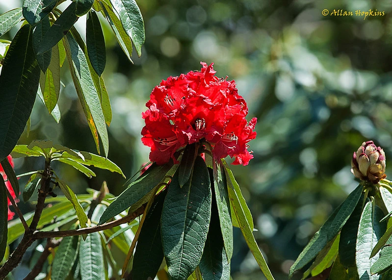 Rhododendron in Khangchendzonga National Park