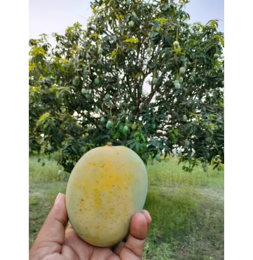 Dudhiya Malda mangoes in Bihar