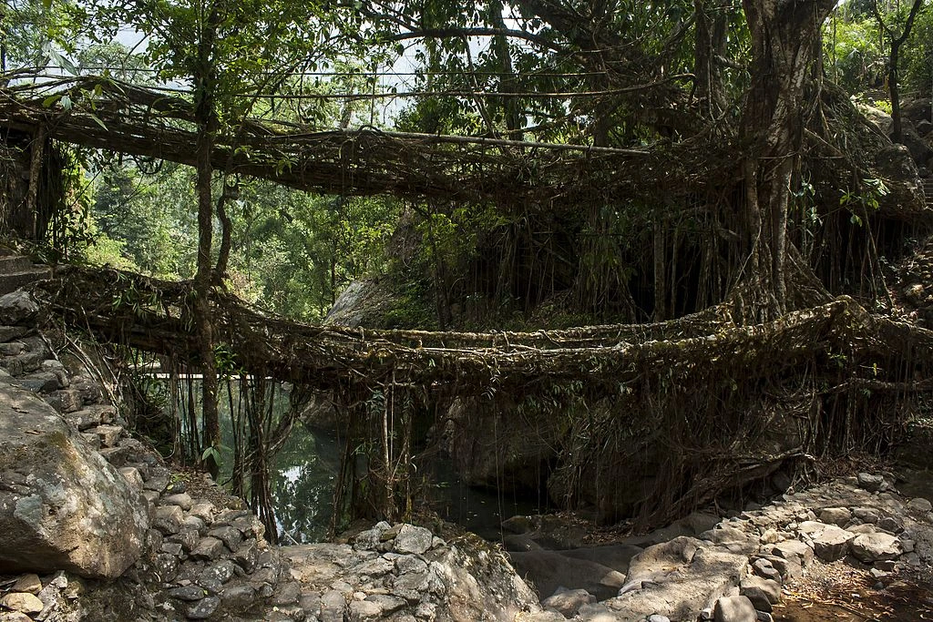 double decker living root bridge