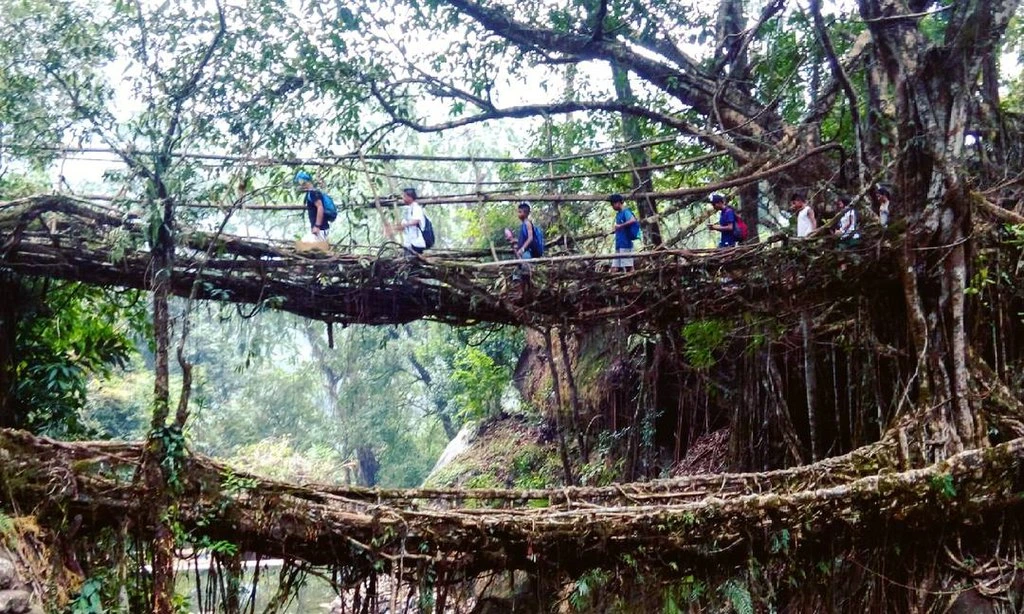 Double decker living root bridge