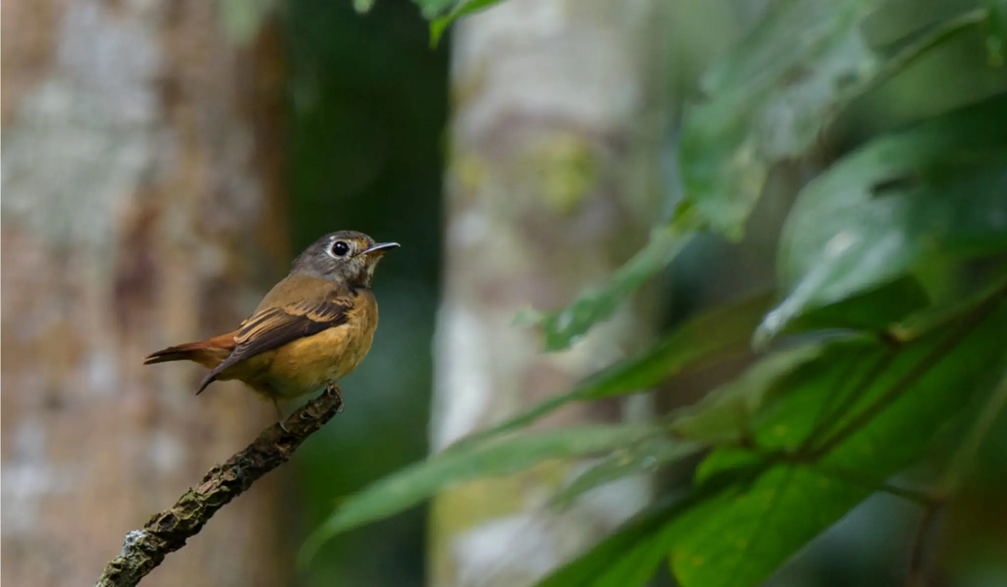 Birdwatching in Khangchendzonga National Park