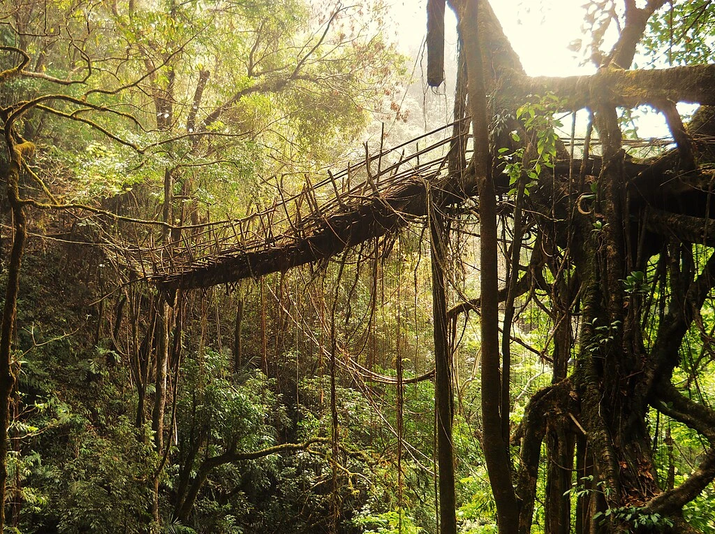 living root bridge meghalaya