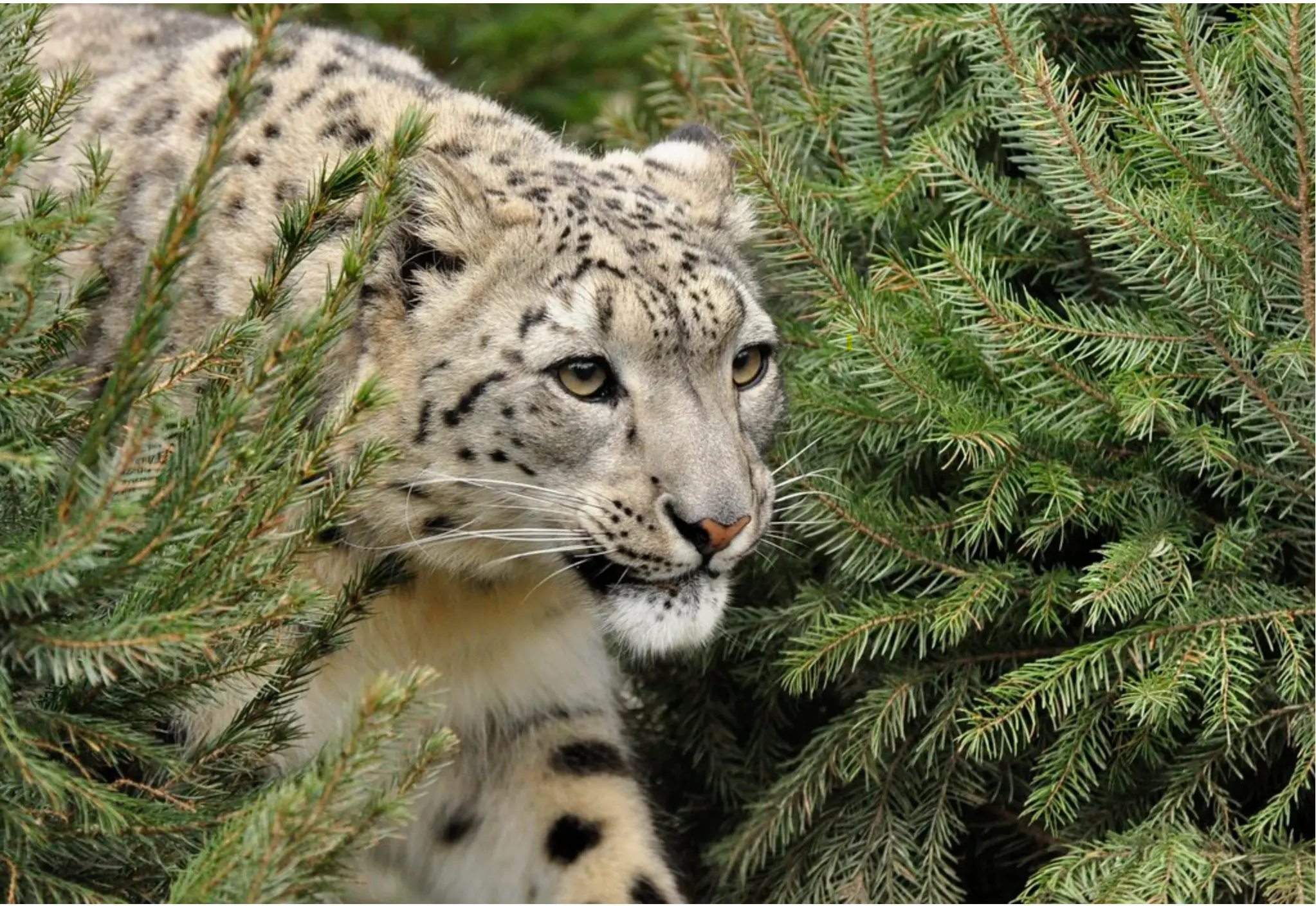 Snow Leopard in Khangchendzonga National Park 