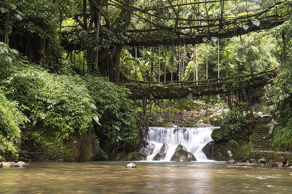 Double decker living root bridge