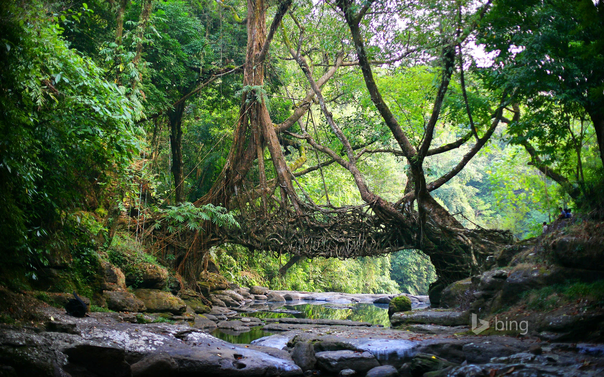 Double decker living root bridge	