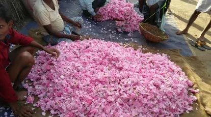 Kannauj perfume making