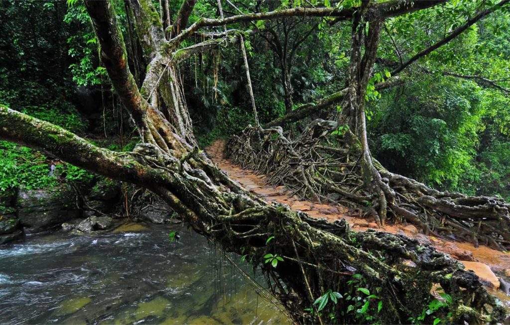 living root bridge mawlynnong