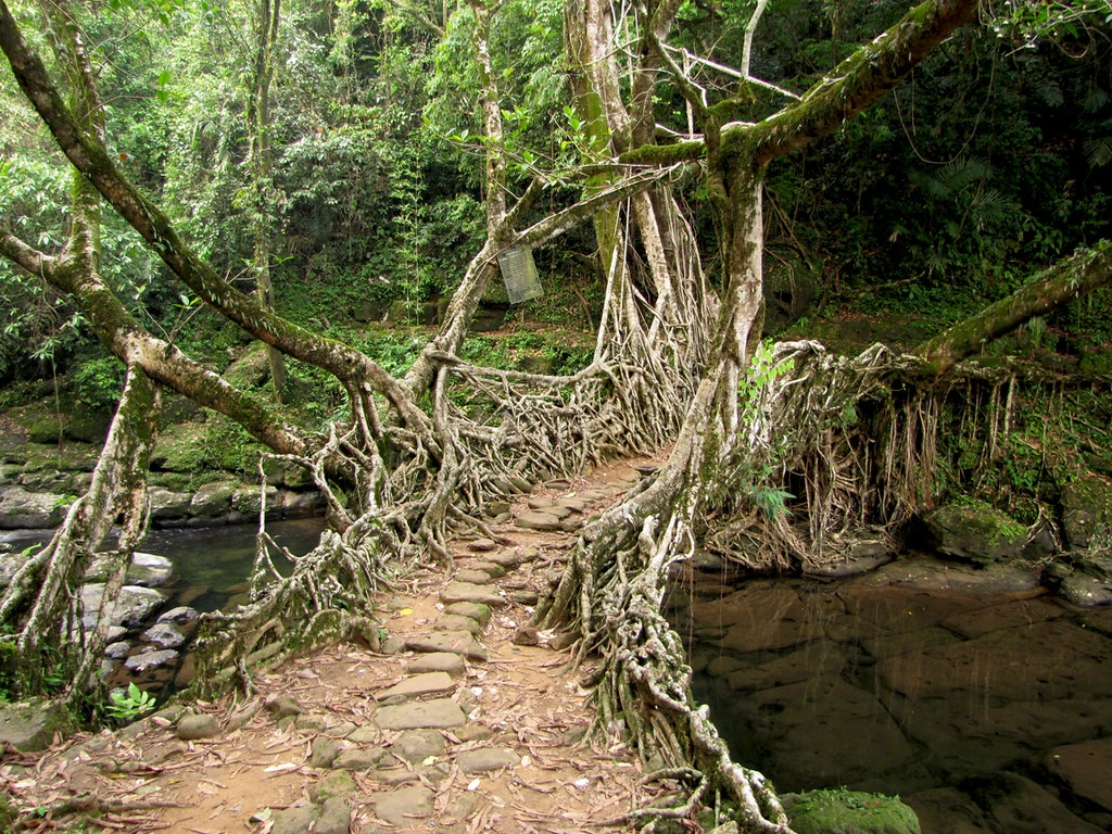 Living root bridge Meghalaya