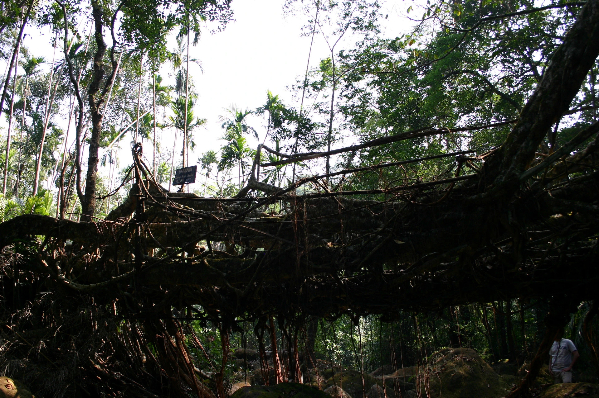 living root bridge meghalaya