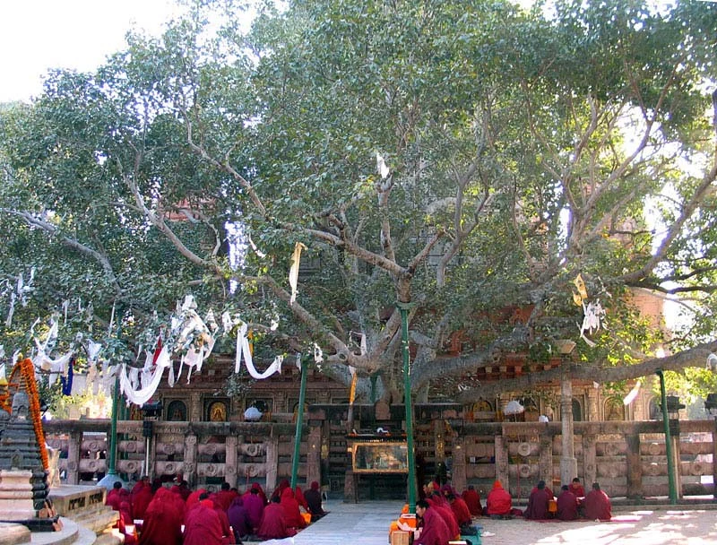 Bodhi Tree in Bodhgaya