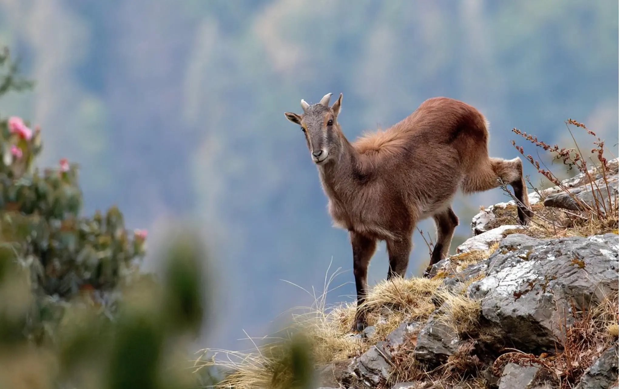 Himalayan Tahr