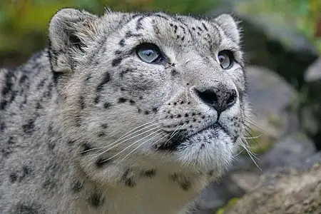 Snow Leopard