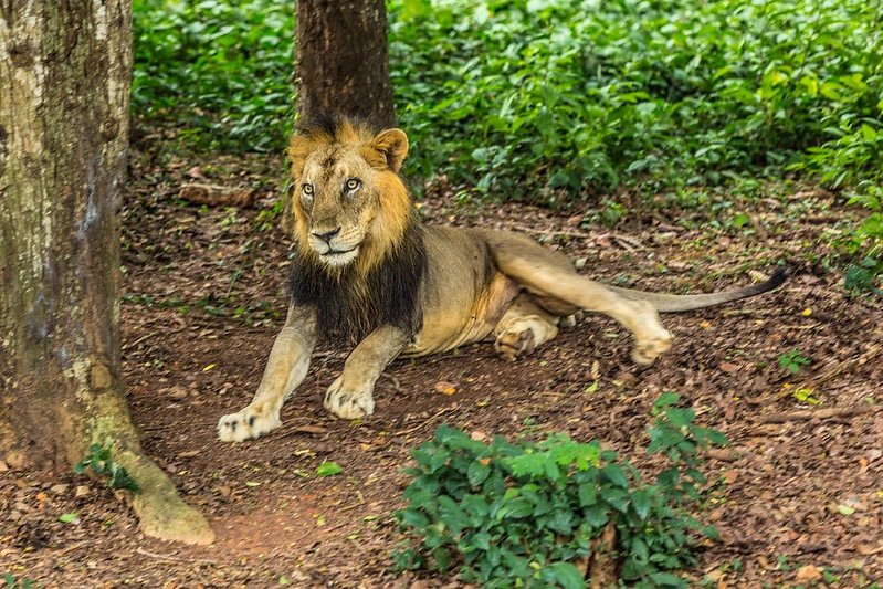 Thiruvananthapuram Zoo