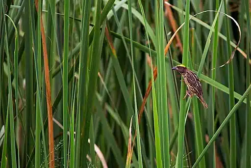 Kondakarla Bird Sanctuary